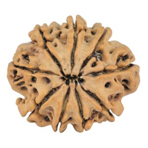 9 Mukhi Rudraksha 26.5mm 4.46gm - Rudraksha back