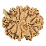 11 Mukhi Ganesh 24.3mm 3.31gm - Rudraksha back