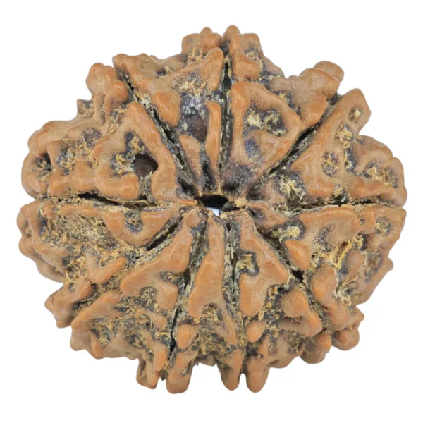 9 Mukhi Rudraksha 26.1mm 5.23gm - Rudraksha back