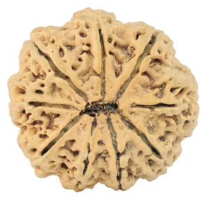 9 Mukhi Rudraksha 29.8mm 5.35gm - Rudraksha back