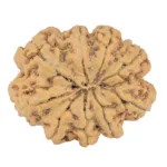 9 Mukhi Rudraksha 26.9mm 4.86gm - Rudraksha back