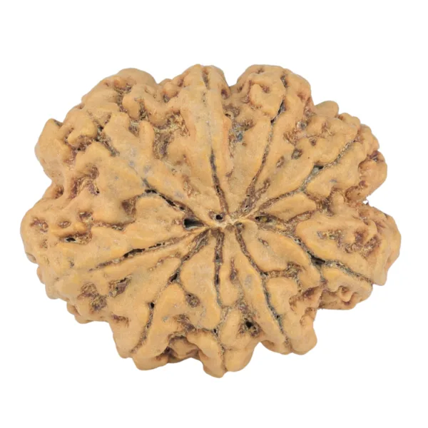 9 Mukhi Rudraksha 26.9mm 4.86gm - Rudraksha back