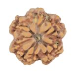1MK(Underdeveloped) 24.5mm 4.59gm - Rudraksha back