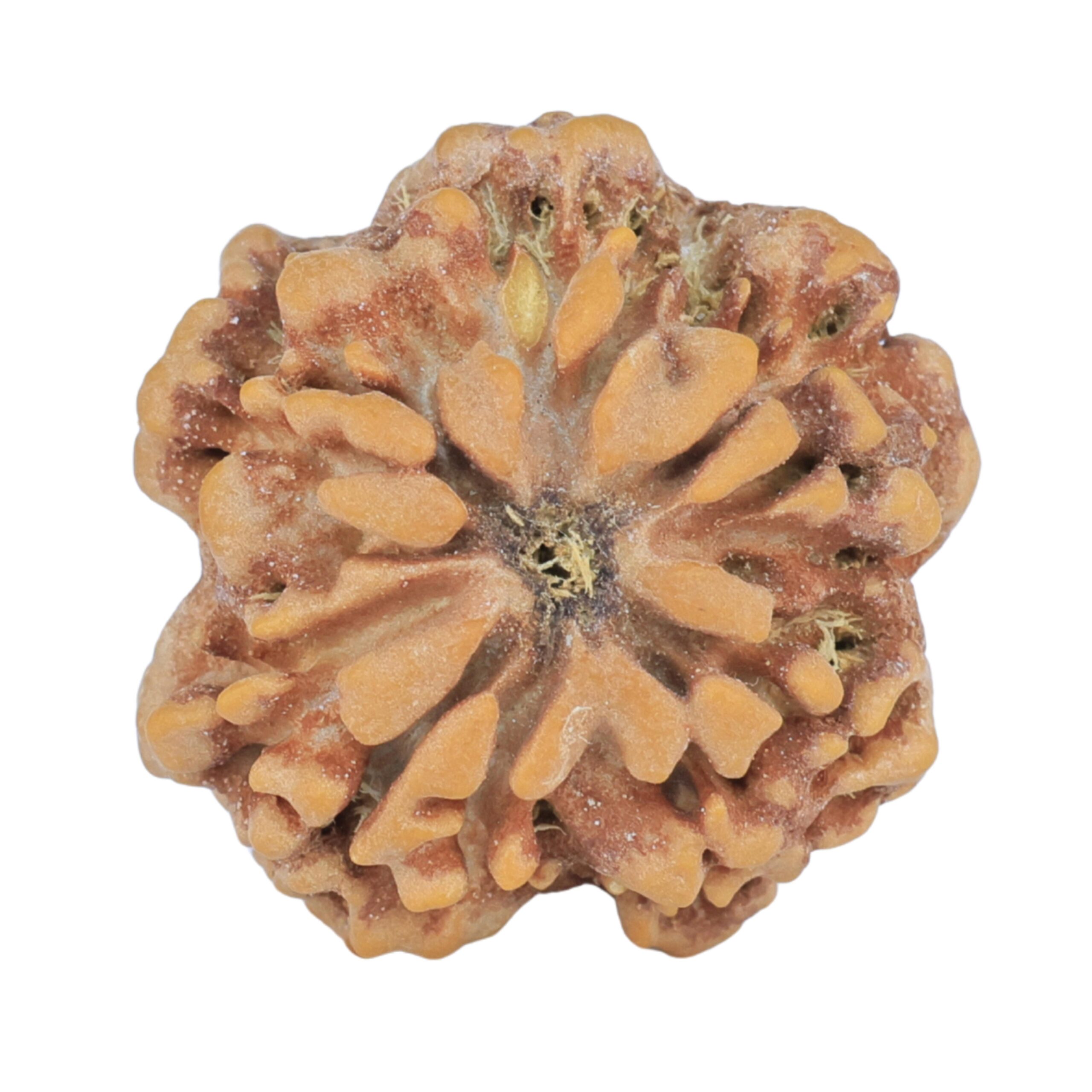 1MK(Underdeveloped) 24.5mm 4.59gm - Rudraksha back