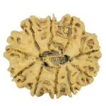 10 Mukhi Rudraksha 29.2mm 5.07gm - Rudraksha back