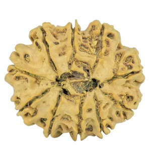 10 Mukhi Rudraksha 29.2mm 5.07gm - Rudraksha back