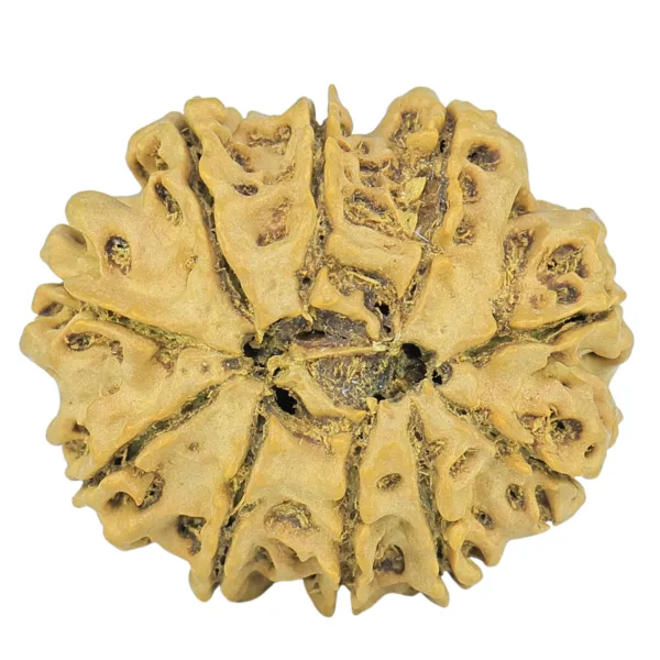 10 Mukhi Rudraksha 29.2mm 5.07gm - Rudraksha back