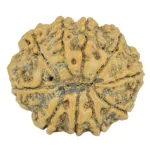 10 Mukhi Rudraksha 28.6mm 5.67gm - Rudraksha back