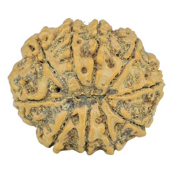 10 Mukhi Rudraksha 28.6mm 5.67gm - Rudraksha back