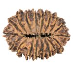 18 Mukhi Rudraksha 37.8mm 8.55gm - Rudraksha back