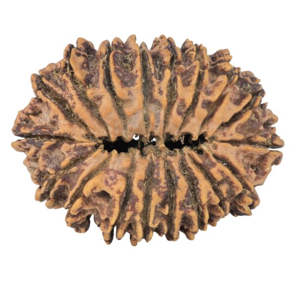 18 Mukhi Rudraksha 37.8mm 8.55gm - Rudraksha back