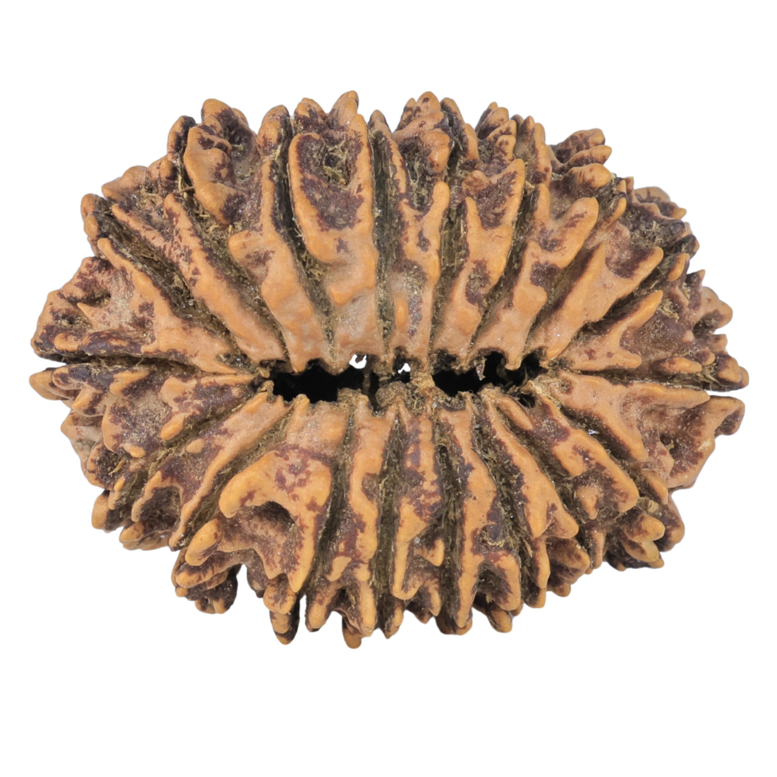 18 Mukhi Rudraksha 37.8mm 8.55gm - Rudraksha back