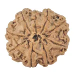 9 Mukhi Rudraksha 25mm 3.71gm - Rudraksha back