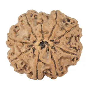 9 Mukhi Rudraksha 25mm 3.71gm - Rudraksha back