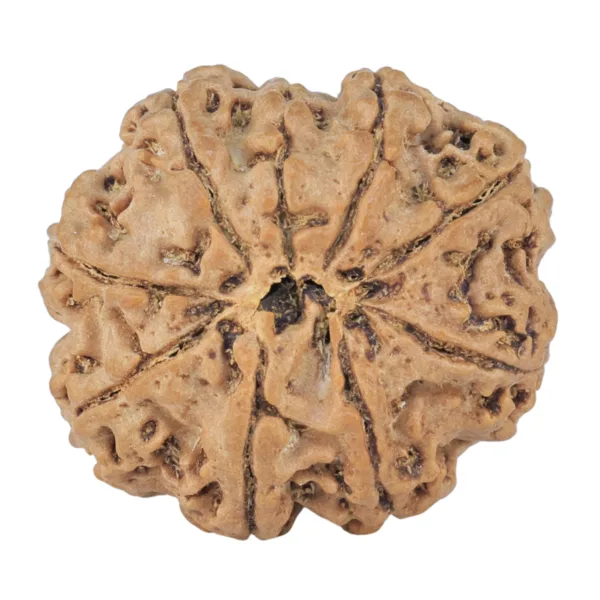 9 Mukhi Rudraksha 25mm 3.71gm - Rudraksha back