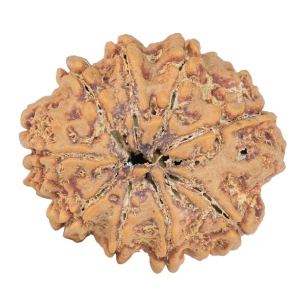 9 Mukhi Rudraksha 25.7mm 4.38gm - Rudraksha back