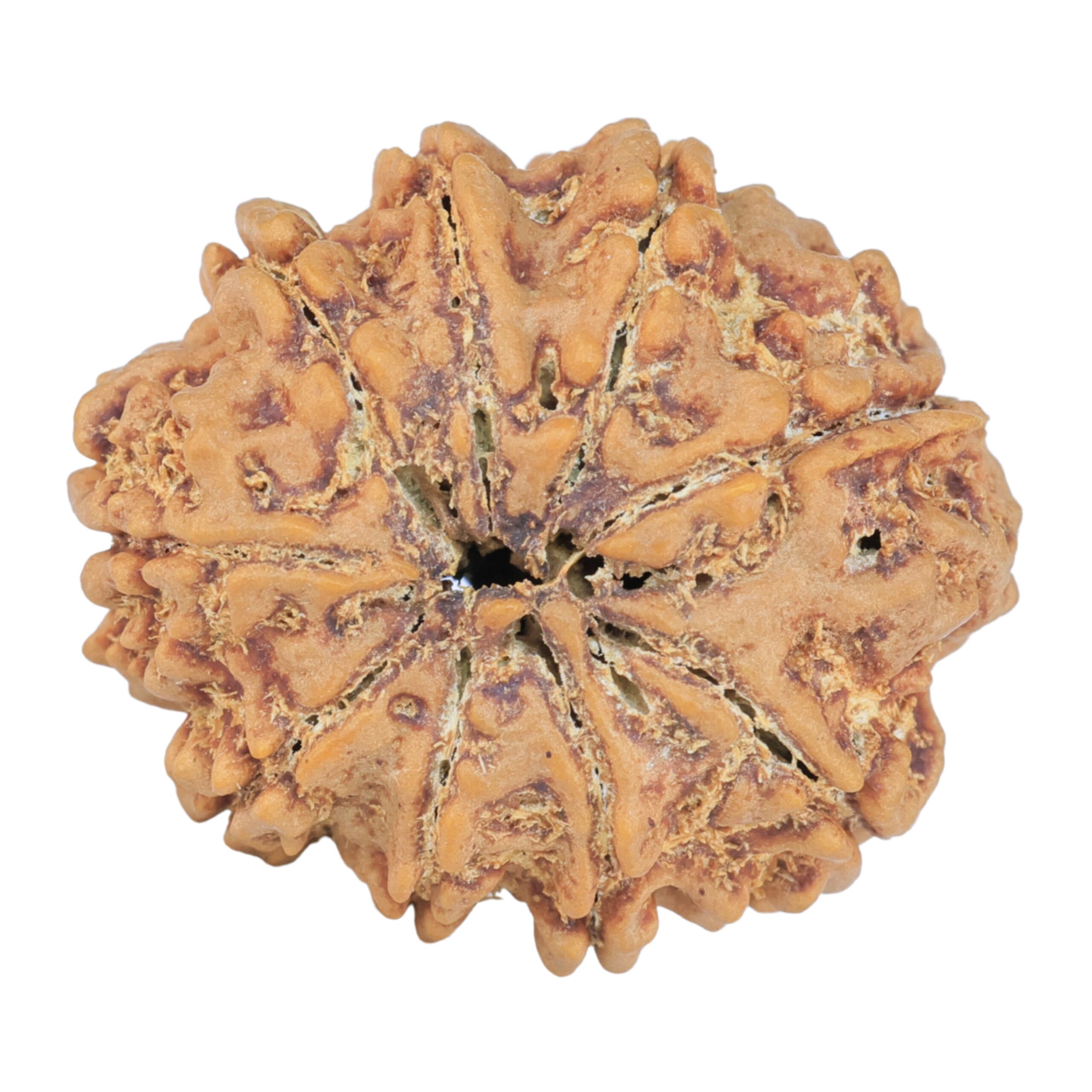9 Mukhi Rudraksha 25.7mm 4.38gm - Rudraksha back