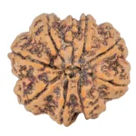 9 Mukhi Rudraksha 30.3mm 9.42gm - Rudraksha back