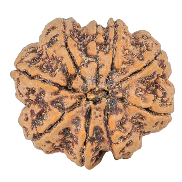 9 Mukhi Rudraksha 30.3mm 9.42gm - Rudraksha back
