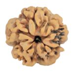 1MK(Underdeveloped) 24.1mm 4.65gm - Rudraksha back