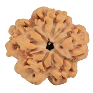 1MK(Underdeveloped) 23.8mm 4.34gm - Rudraksha back