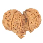 11 MK Gaurishankar 38.7mm 7.83gm - Rudraksha back