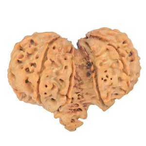 11 MK Gaurishankar 38.7mm 7.83gm - Rudraksha back