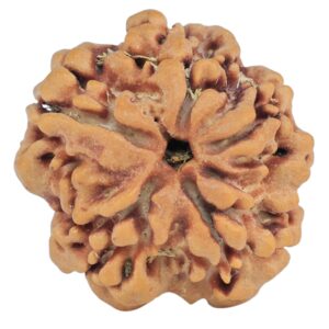 1MK(Underdeveloped) 22.5mm 3.42gm - Rudraksha back