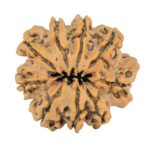 9 Mukhi Rudraksha 25.2mm 4.36gm - Rudraksha back