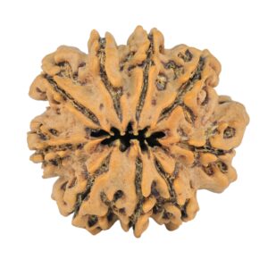 9 Mukhi Rudraksha 25.2mm 4.36gm - Rudraksha back