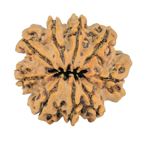 9 Mukhi Rudraksha 25.2mm 4.36gm - Rudraksha back