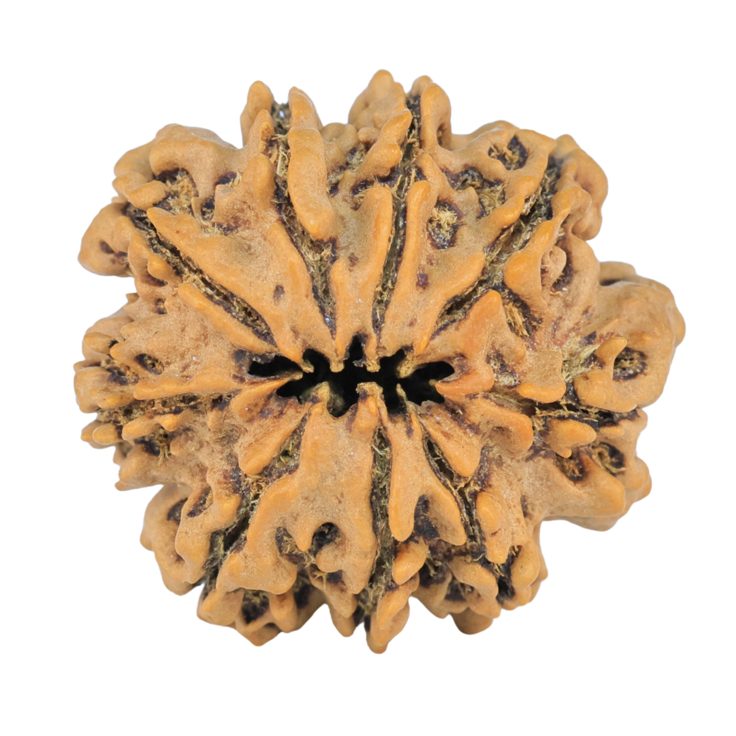 9 Mukhi Rudraksha 25.2mm 4.36gm - Rudraksha back