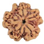1MK(Underdeveloped) 22.6mm 3.77gm - Rudraksha back