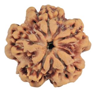 1MK(Underdeveloped) 22.6mm 3.77gm - Rudraksha back