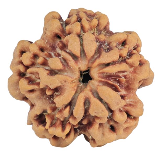1MK(Underdeveloped) 22.6mm 3.77gm - Rudraksha back