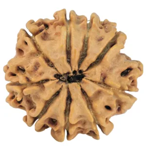 9 Mukhi Rudraksha 26.1mm 4.07gm - Rudraksha back