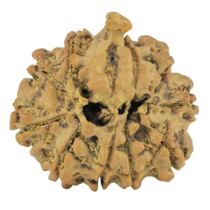 10 Mukhi Ganesh 26.5mm 4.75gm - Rudraksha back