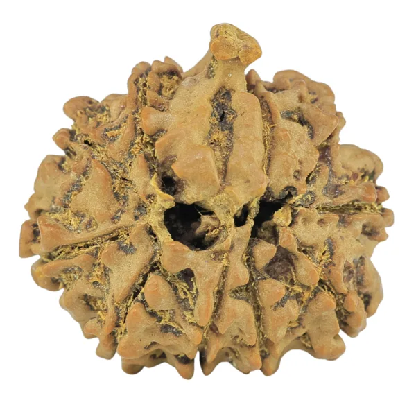 10 Mukhi Ganesh 26.5mm 4.75gm - Rudraksha back