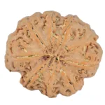 9 Mukhi Rudraksha 31.8mm 8gm - Rudraksha back