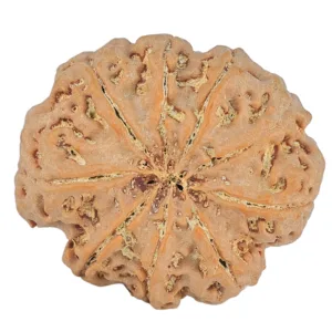 9 Mukhi Rudraksha 31.8mm 8gm - Rudraksha back