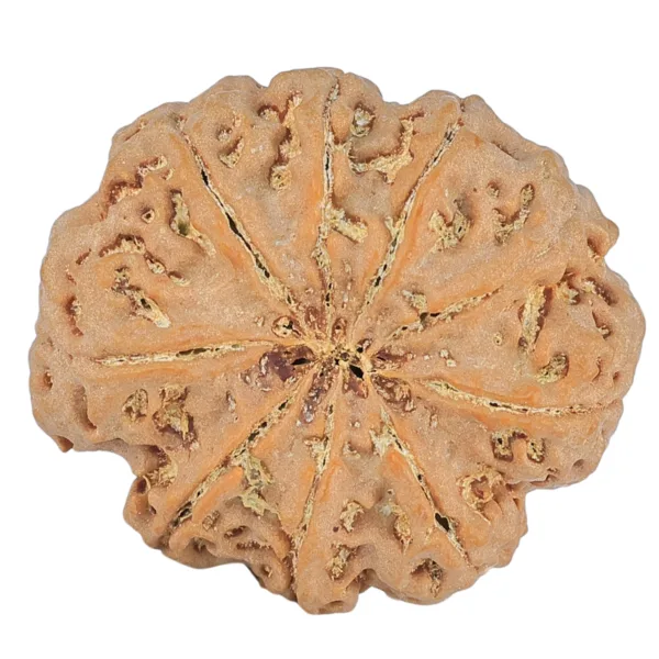9 Mukhi Rudraksha 31.8mm 8gm - Rudraksha back