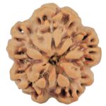 1MK(Underdeveloped) 24.2mm 4.29gm - Rudraksha back