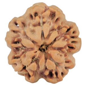 1MK(Underdeveloped) 24.2mm 4.29gm - Rudraksha back