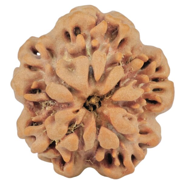 1MK(Underdeveloped) 24.2mm 4.29gm - Rudraksha back