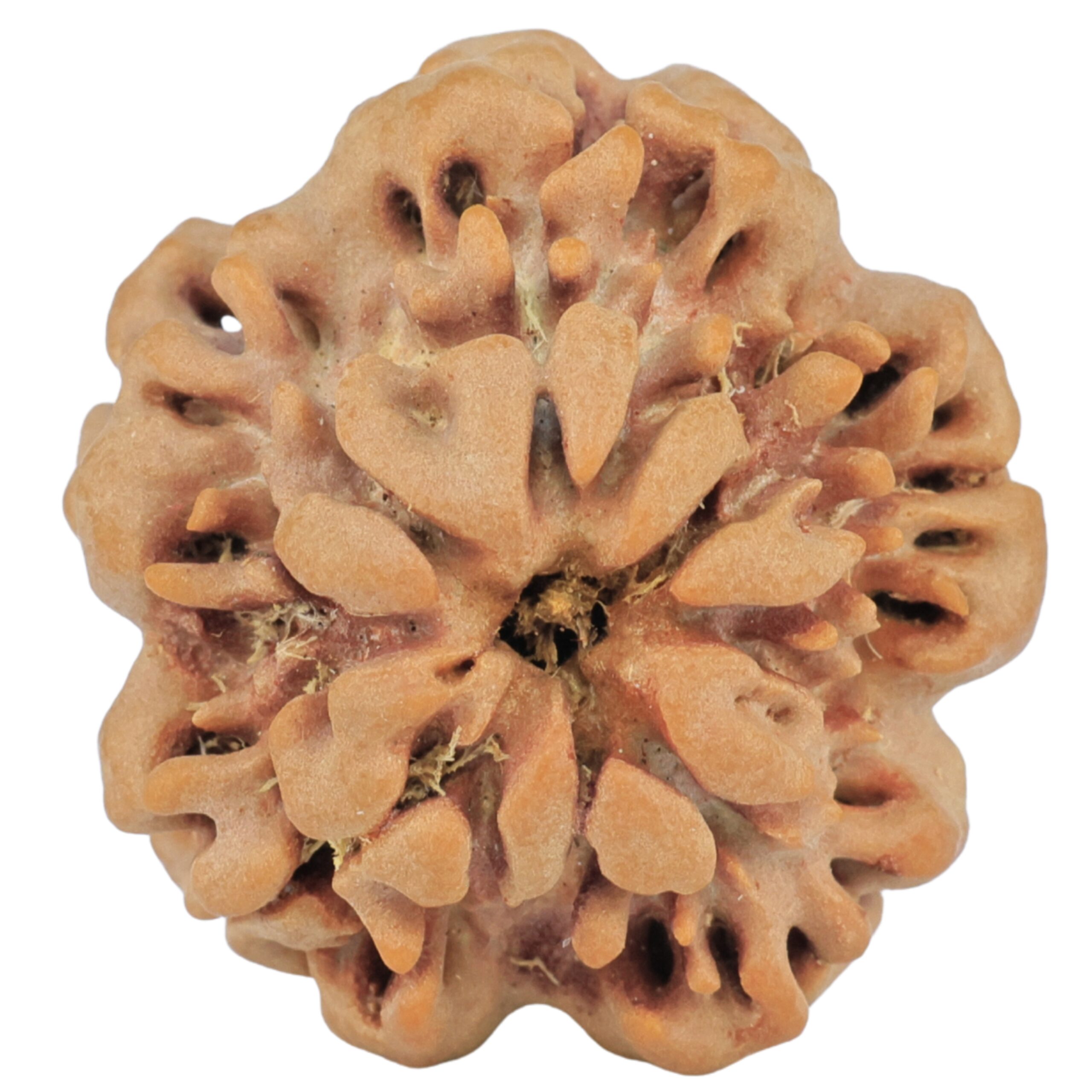 1MK(Underdeveloped) 24.2mm 4.29gm - Rudraksha back