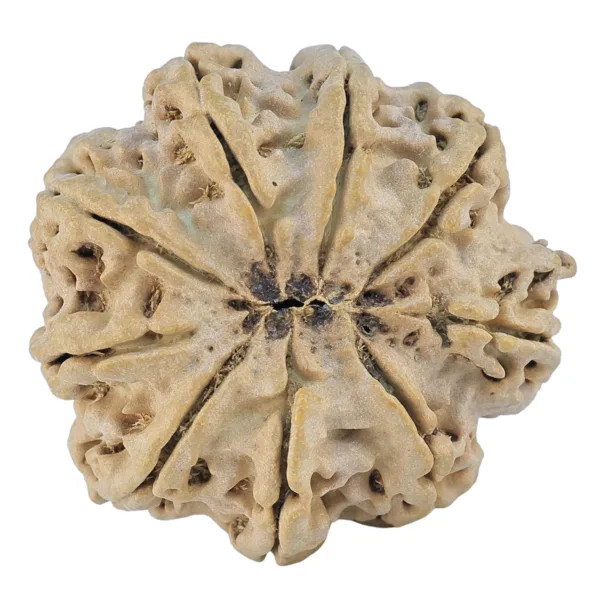 9 Mukhi Rudraksha 29.8mm 5.72gm - Rudraksha back