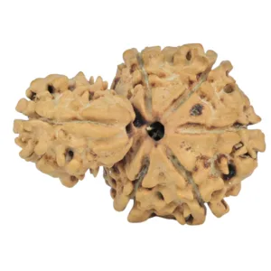Sawar/Ganesh (5+1) 24.8mm 2.12gm - Rudraksha back