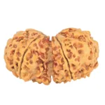 8 MK Gaurishankar 36.9mm 6.72gm - Rudraksha back