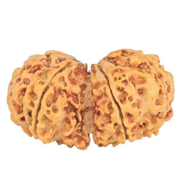 8 MK Gaurishankar 36.9mm 6.72gm - Rudraksha back