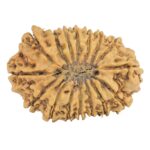 16 Mukhi Rudraksha 25.5mm 2.6gm - Rudraksha back